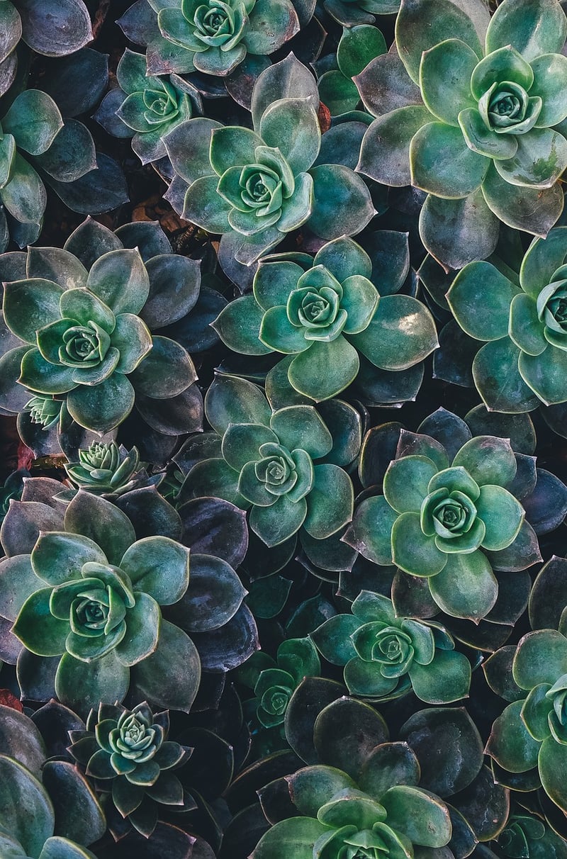Repurposed Tea Cup Succulent Planter